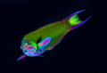   colourful crescenttail wrasse crescent-tail crescent tail  